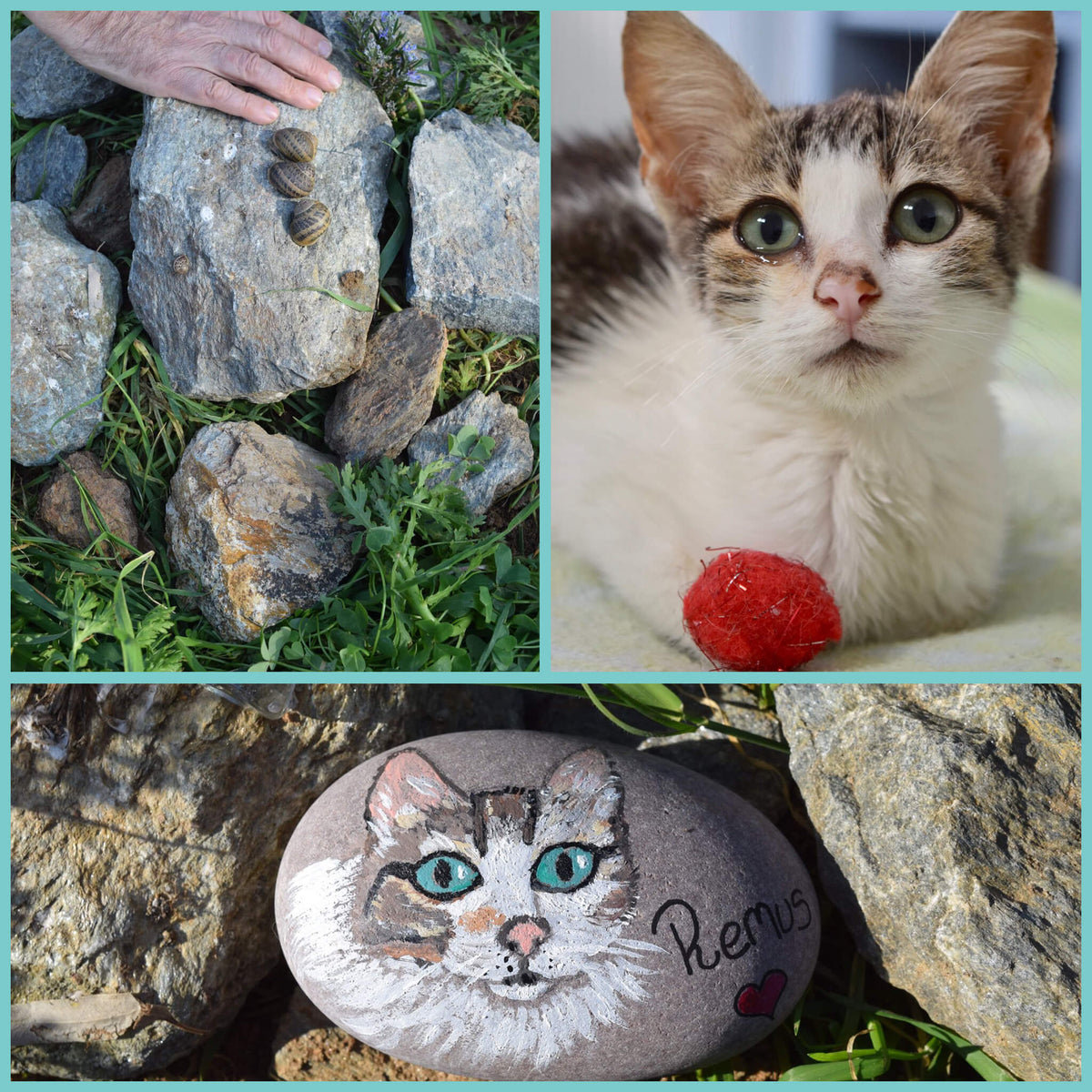 Cat that sales collects rocks